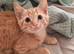Cute short haired ginger Kitten left