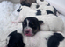Gorgeous little Jack Russel puppies