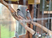 Last few Java sparrows