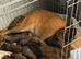 Belgian Mali puppies