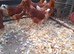 Point of lay hens.