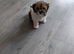 Female shihu Tzu puppy 14weeks old