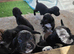 Working Sprocker pups.