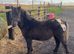Dartmoor Hill pony for sale