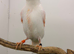 2025 proven red mosaic hen