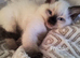 Two beautiful Pure Bred Ragdolls looking for a loving home