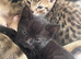 Bengal Kittens available from 27th June