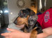Miniature Dachshund Apollo