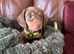 4 gorgeous chocolate mini dachshund puppiespuppies
