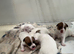 Traditional jack rustle pups