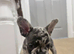 Adorable french bull puppies ready now