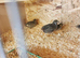 Young Chinese painted quail and