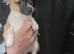 Chihuahua puppies for sale