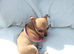Mini little jack russell