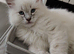 Stunning Siberian Neva Masquerade male kitten