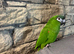 Hand reared Tame&talking hahns macaw