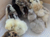 Day old silkies chickens