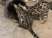 BEAUTIFUL TICA REGISTERED BENGAL - READY NOW