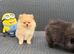 Pomeranian puppy’s