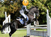 Black Welsh x 12hh ish Gelding