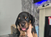 Minature dachshunds