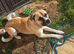 10 month old huskita x bulldog