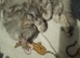 Male Maine coon