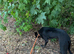 Lurcher