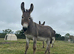 STANDARD JENNY FOAL