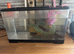 Axolotl