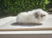 Baby swiss guinea pigs