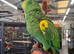 Super tame blue fronted amazon parrots