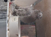 2 bonded pigeons for sale