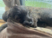Needs a forever home