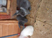Litter of 5 lops mixed lion head lops