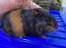 Male guniea pig ready to be reserved