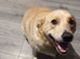 Male dog to rehome