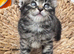 Beautiful long haired kittens 