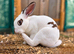 Rex Rabbits