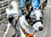 Blue merle tricolour short haired border collie