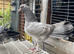 Garden fantails
