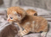 Beautiful kittens