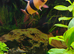 Beautiful young Healthy Clown Loach