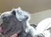 Fluffy French Bulldog Pups