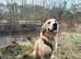 Proven Golden Retriever Stud Available