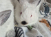 CALIFORNIAN WHITE BUCK KITS X6