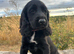 Cocker Spaniel Puppies - READY TO GO