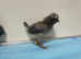Stunning Bantam Polish Chicks