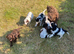 6 adorable super friendly Cockerpoo puppies