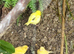Canaries mixed sexes